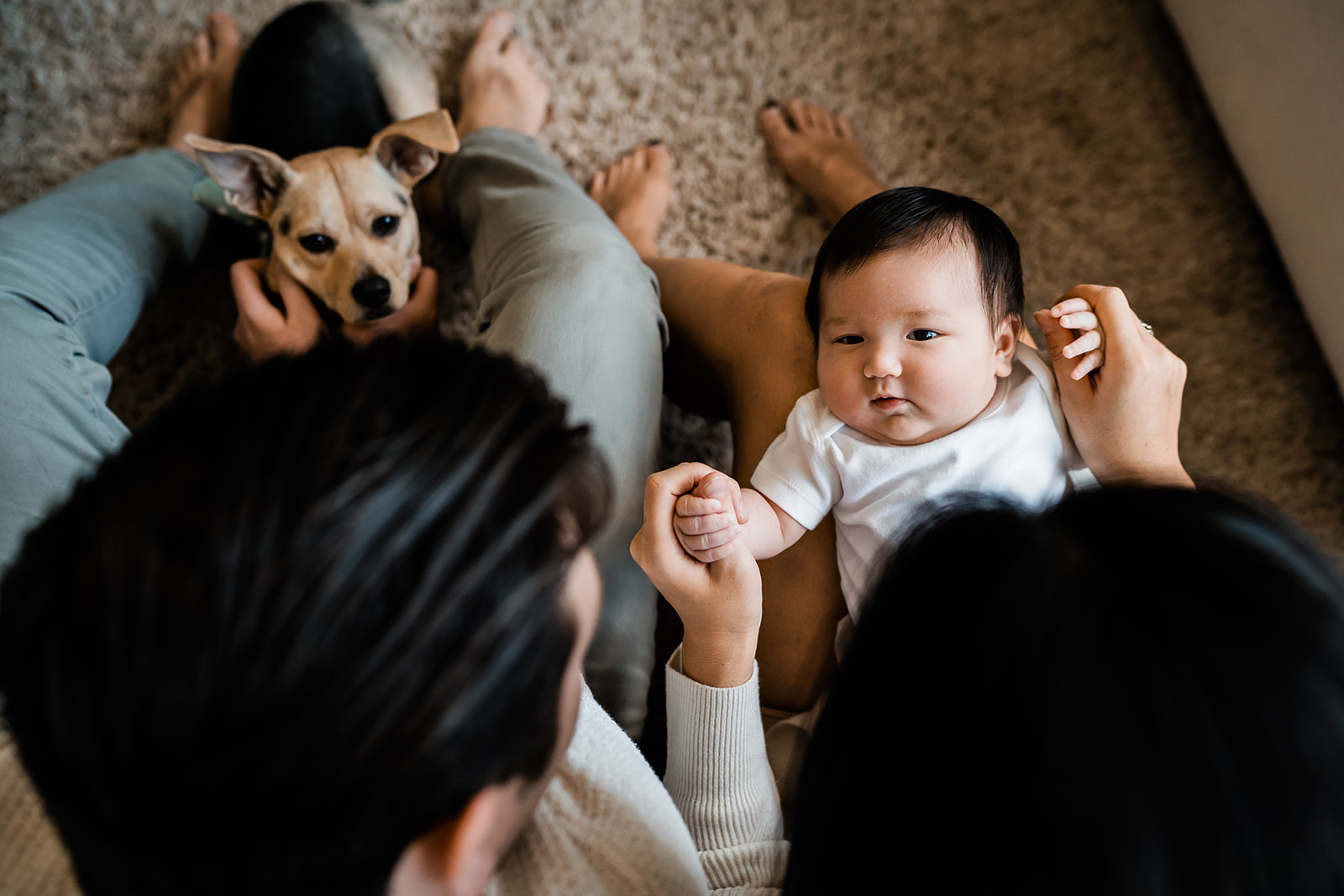 In-home newborn portrait session with dog in Brooklyn