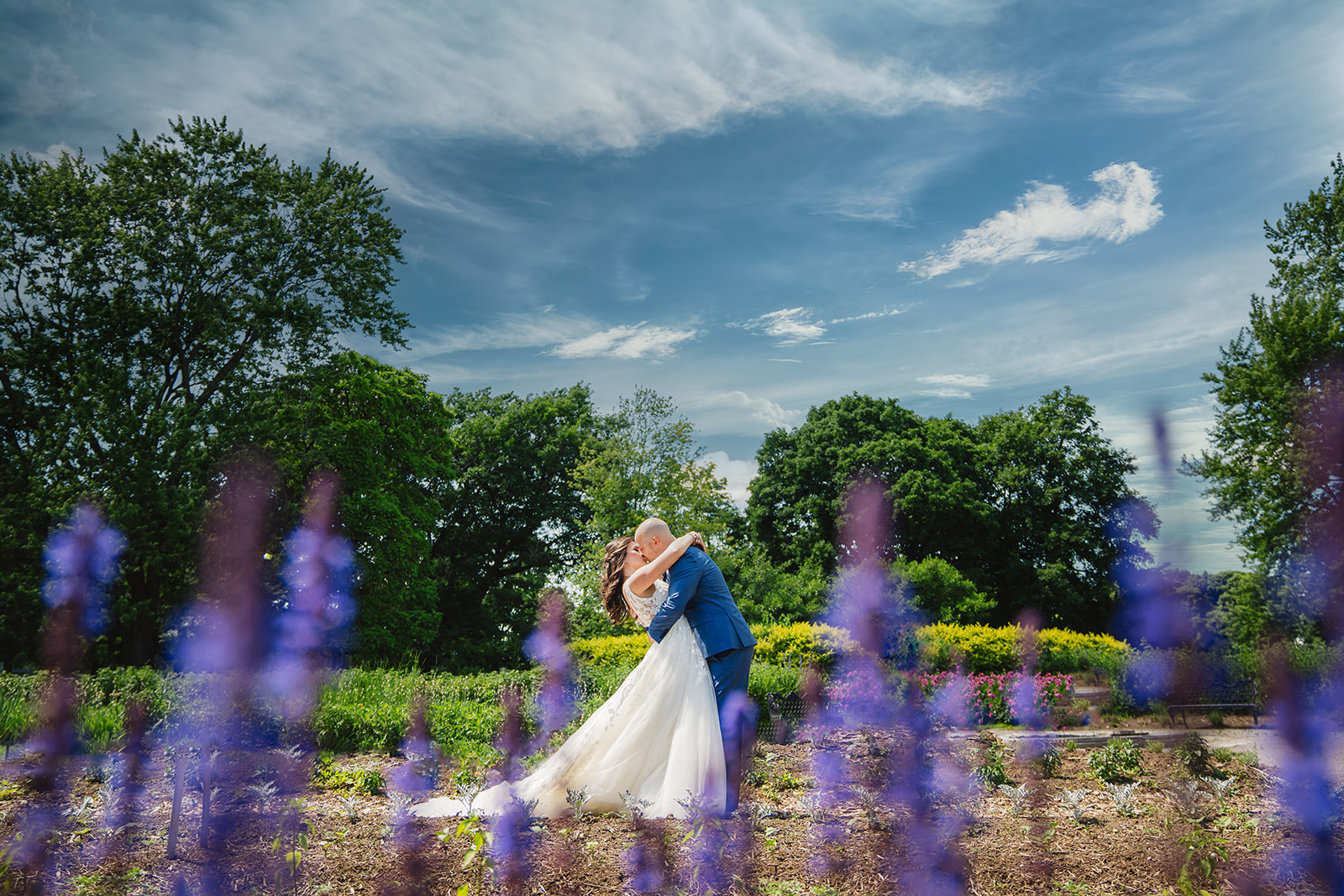lavender field at Dundurn Castle