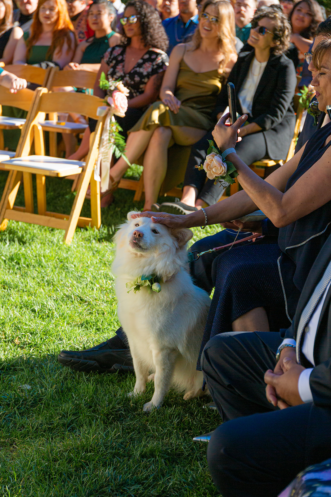 Dog of honor sitting at a microwedding