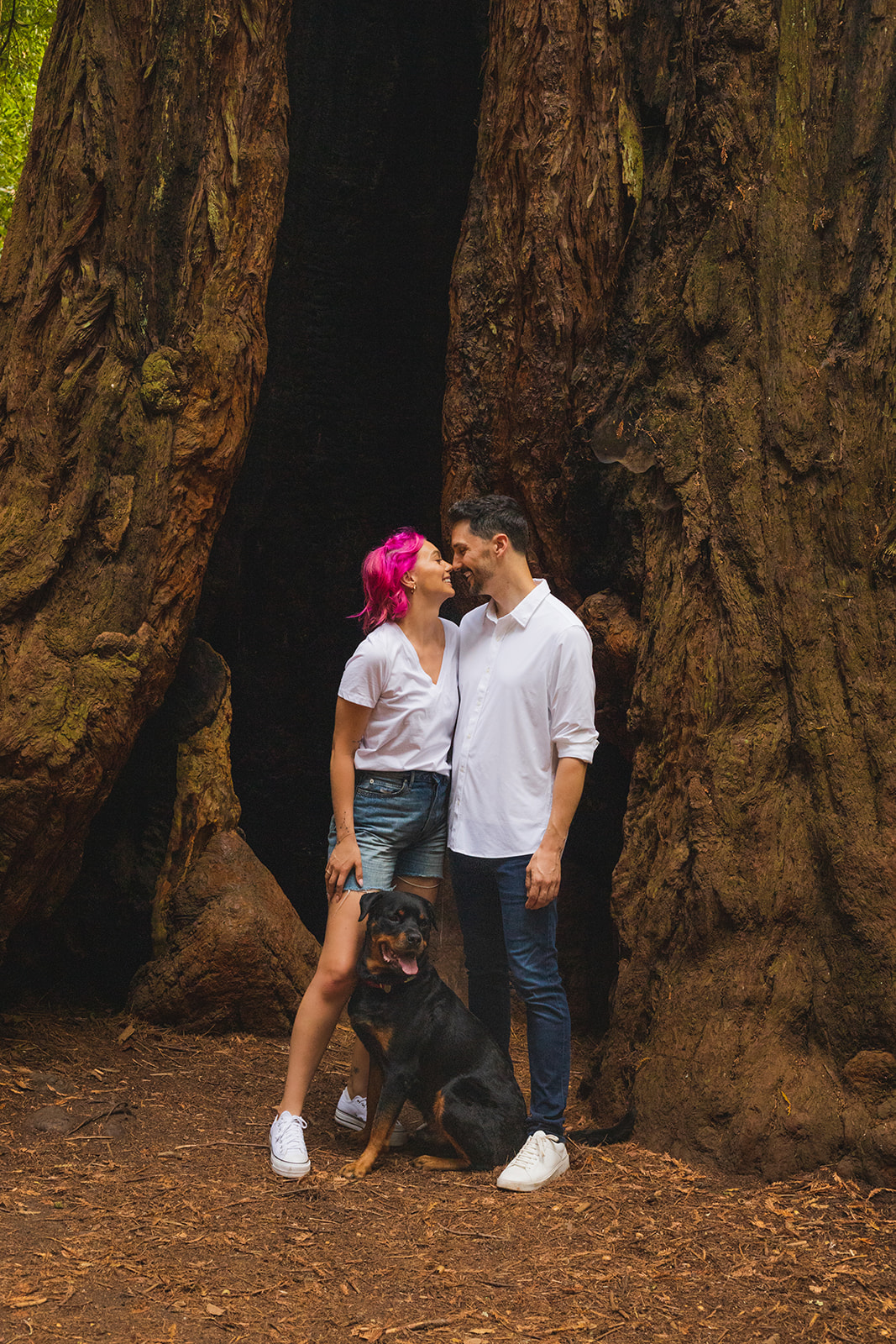 couple and their dog in front of a giant redwood tree