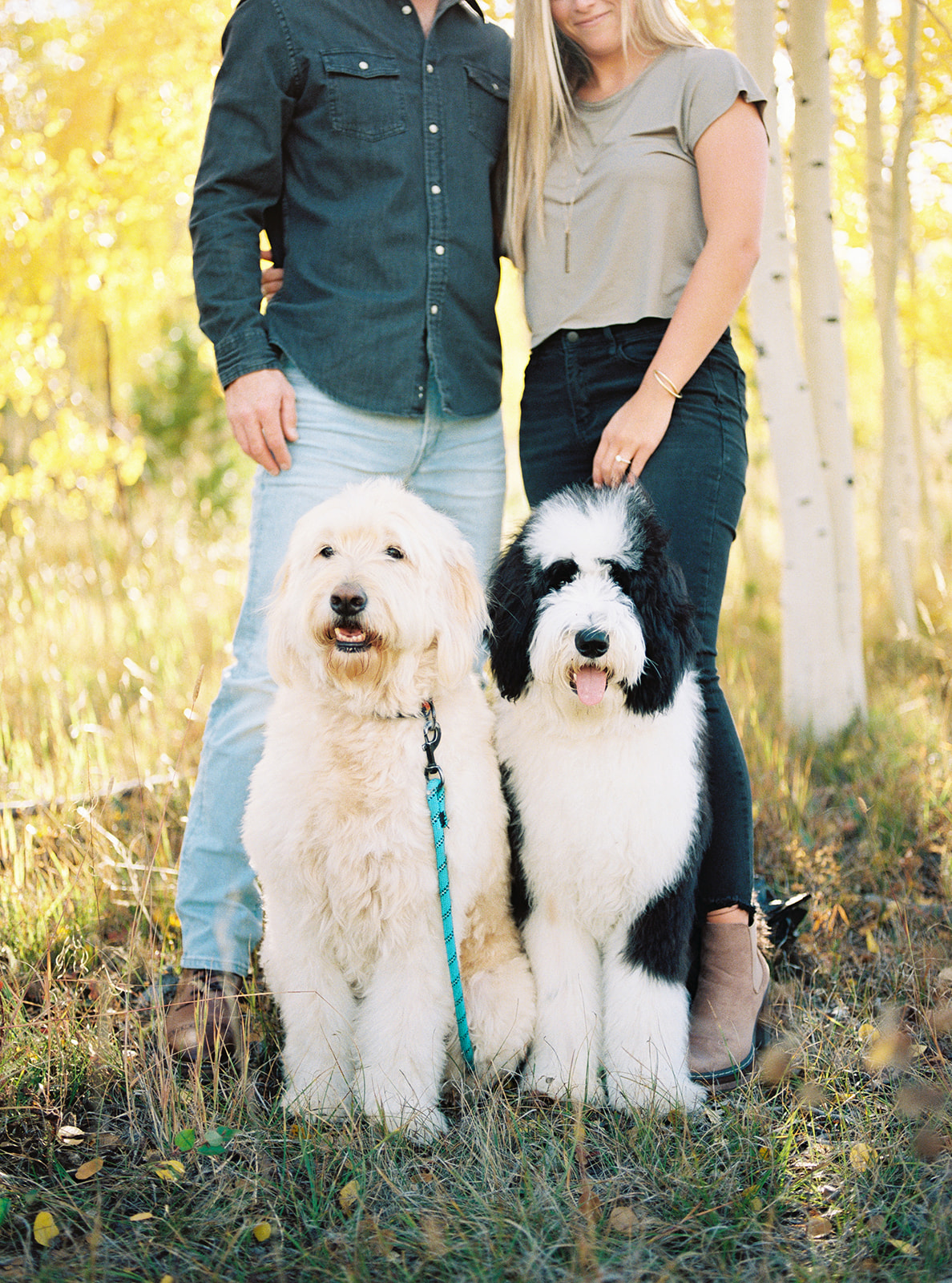 Two dogs in engagement photo