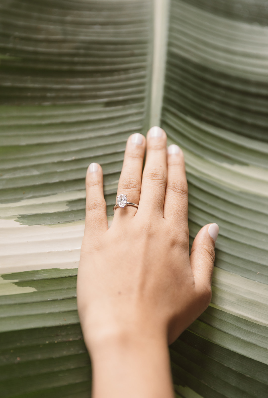 a couples engagement photos in tropical greenhouse atlanta, ring, leaf