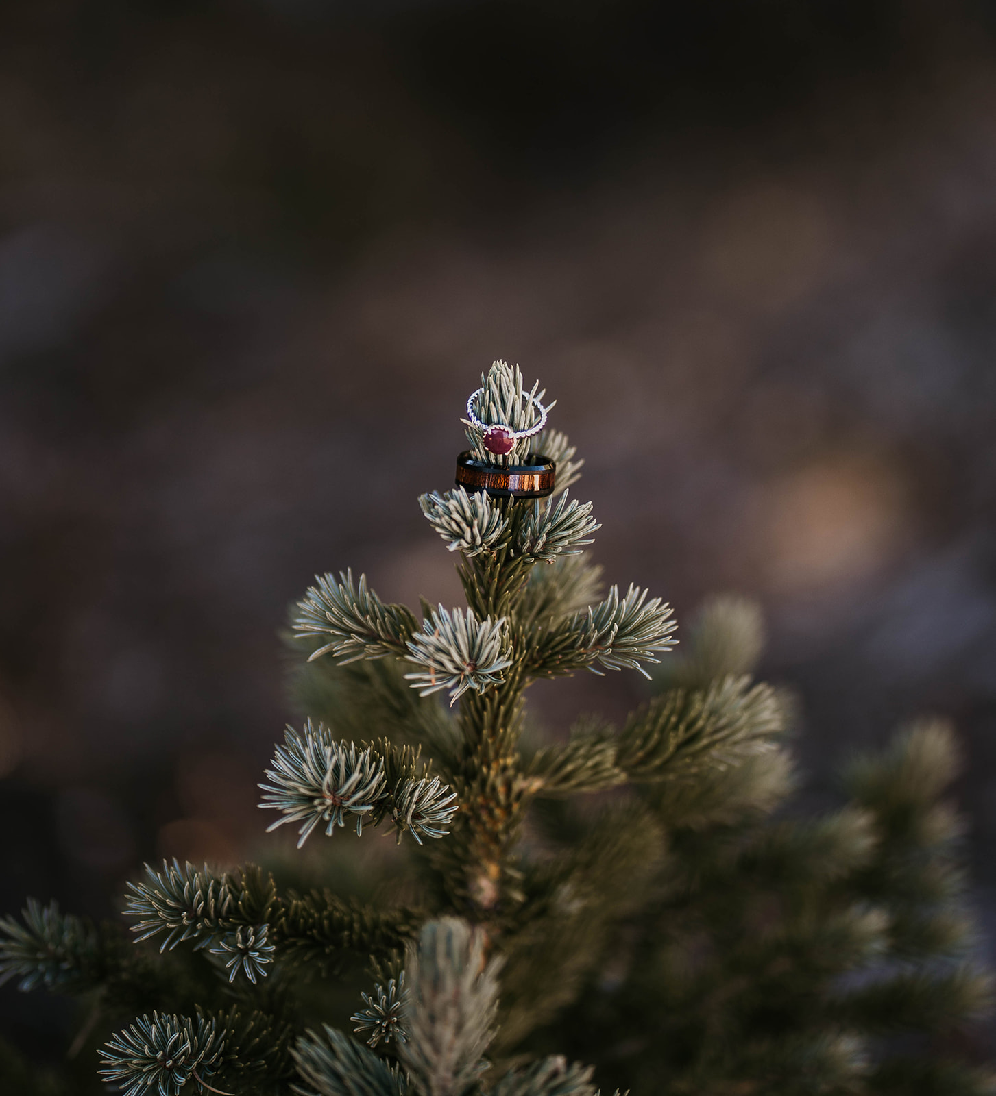 Two wedding rings resting on a pine during a Colorado mountain elopement 