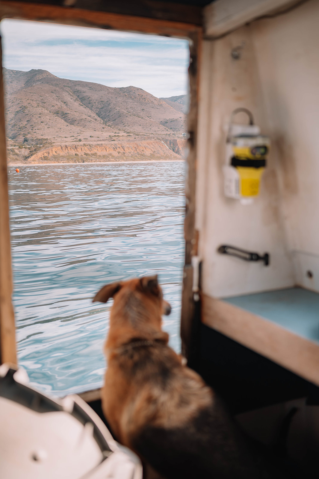 dive dog watching from inside the wheel house of the dive boat