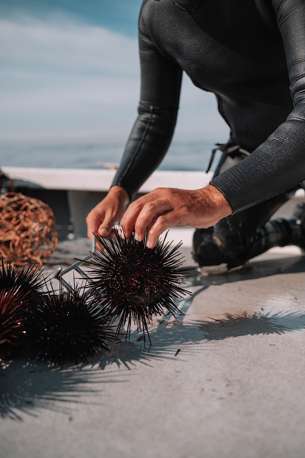 diver opening up a sea urchin