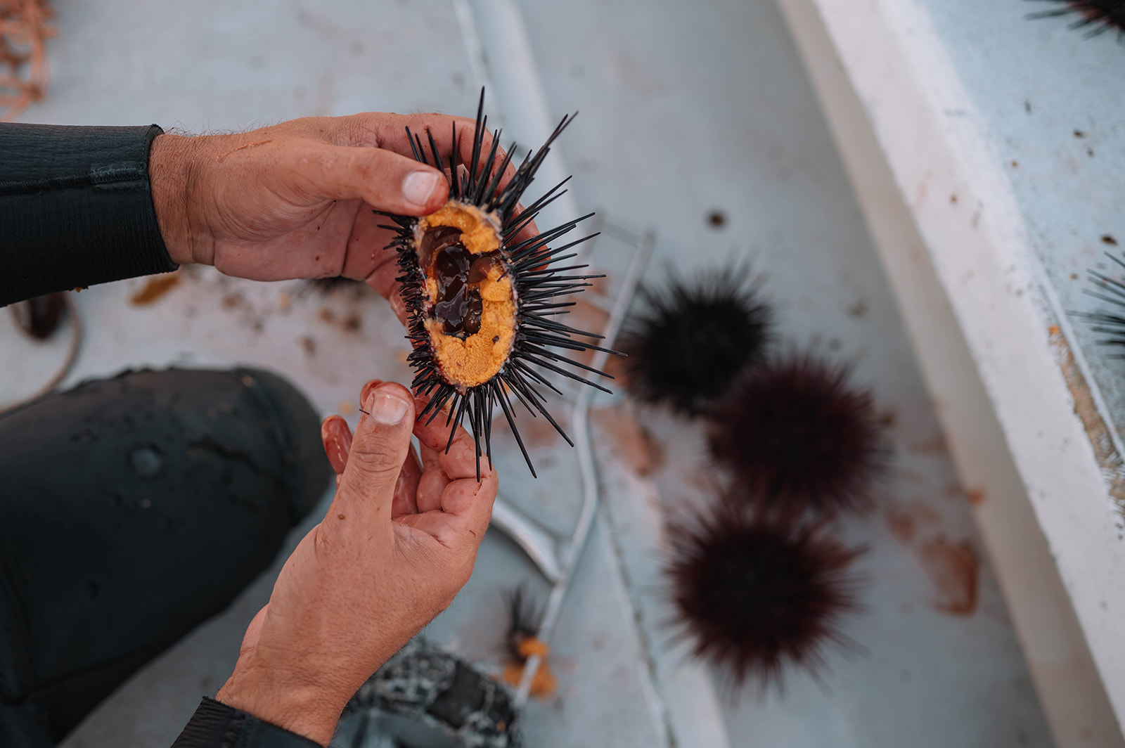 Diver opening up a urchin