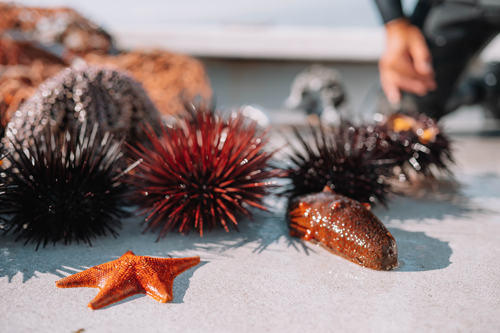 sea creatures and urchins laid out on the deck of a boat