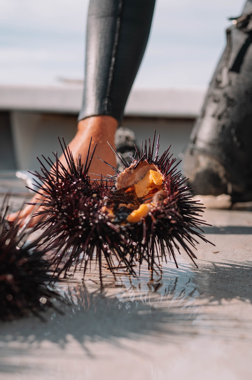 sea urchin on the deck with divers hand for perspective