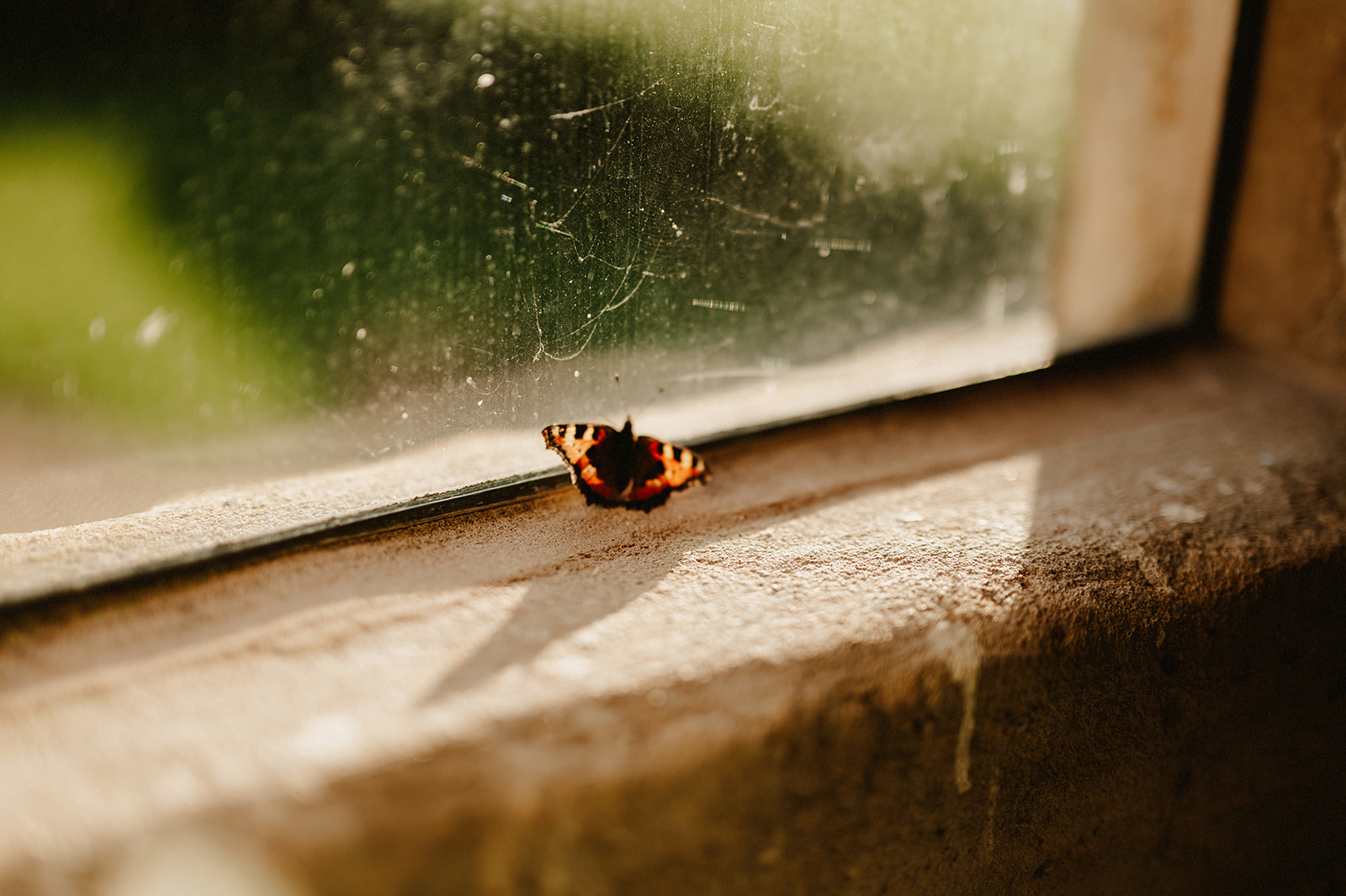a traped butterfly by a window frame in the pentney abbey tower
