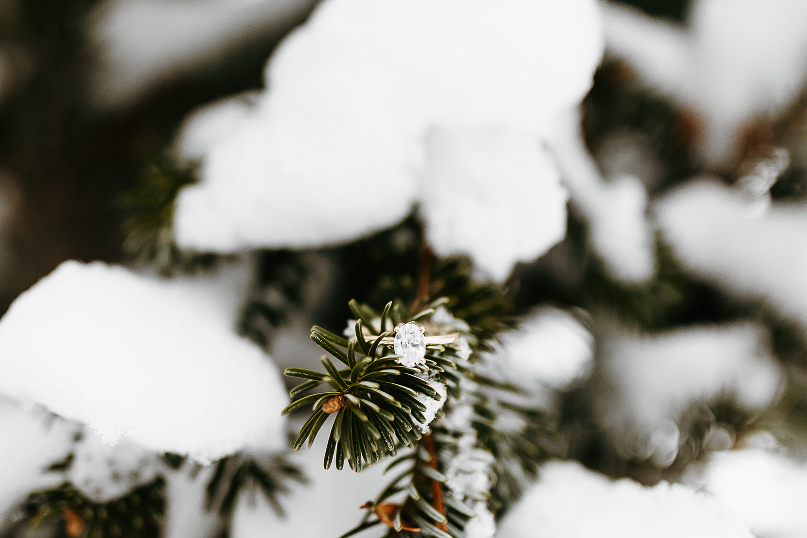 engagement ring on snowy pine tree