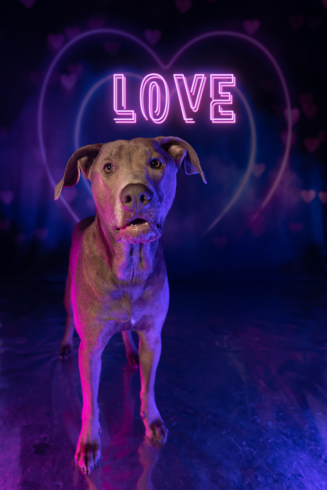 Grey Dog on Neon Heart Valentines Day Backdrop