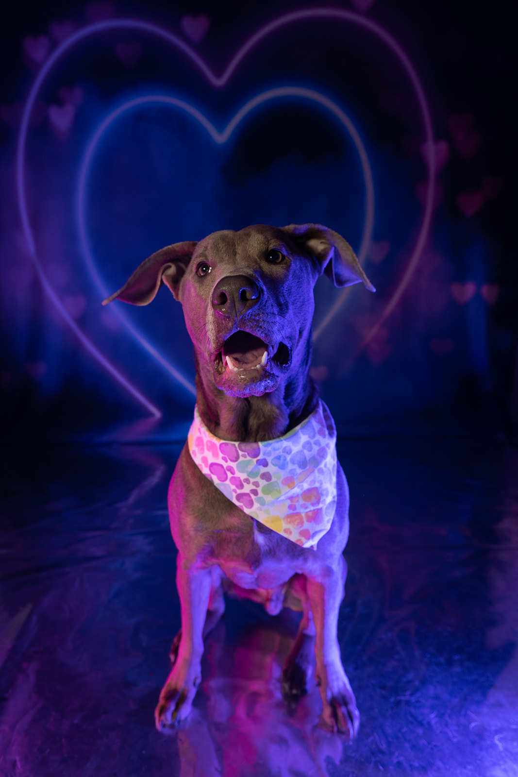 Grey Dog on Neon Heart Valentines Day Backdrop, With bandana