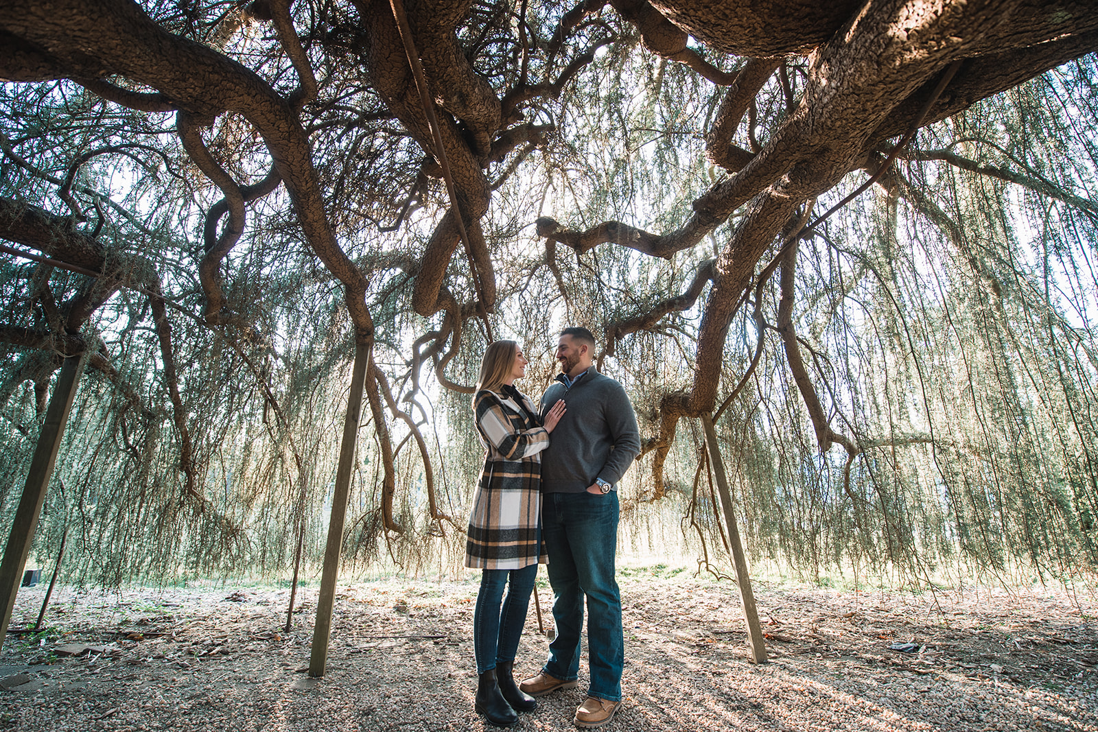 engaged couples at the famous planting fields tree 