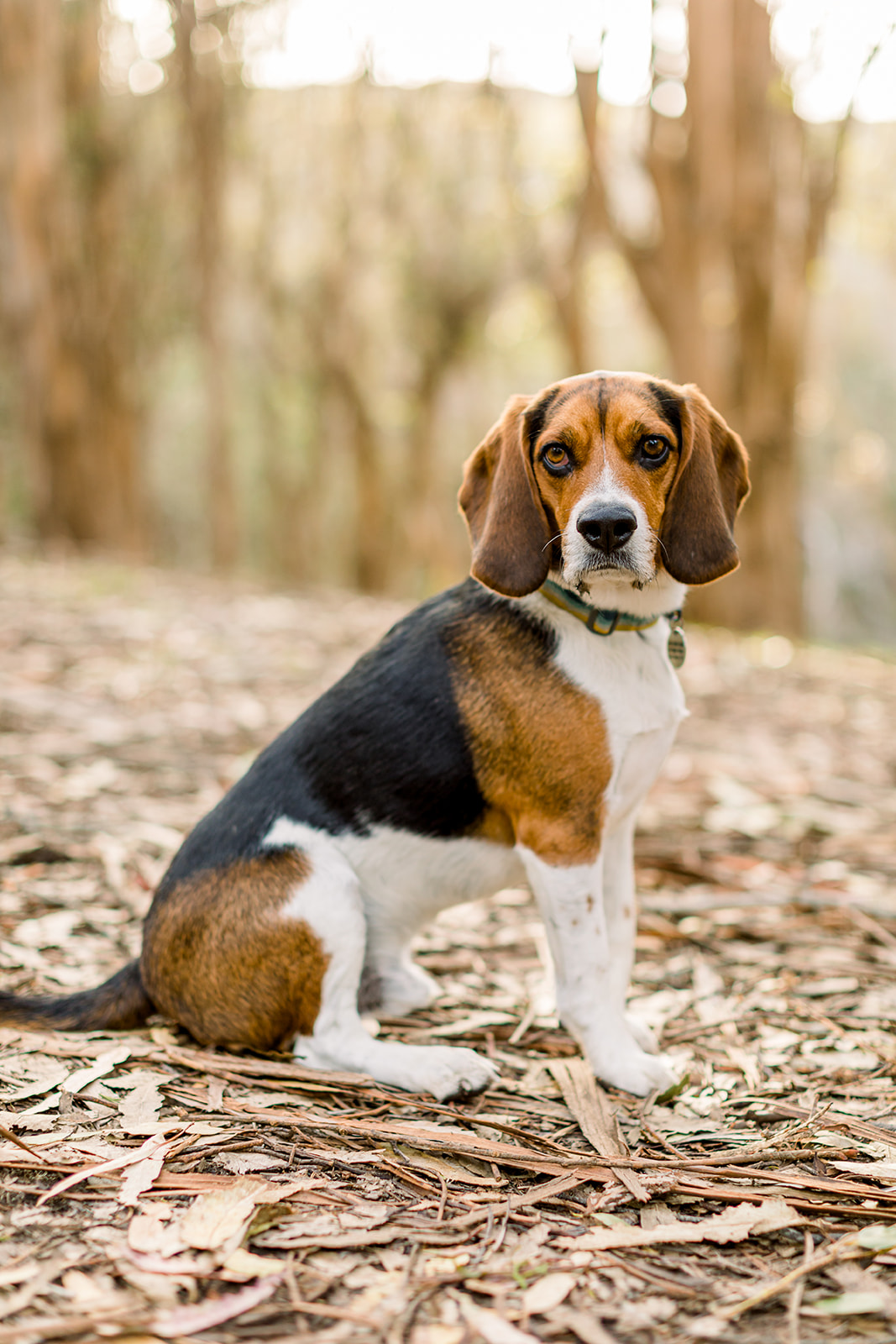 Finn the Beagle