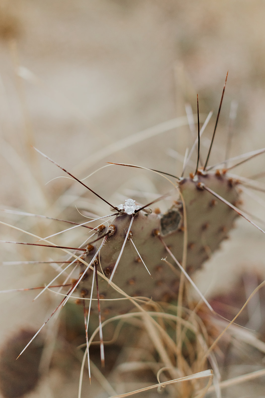 cactus desert engagement photos