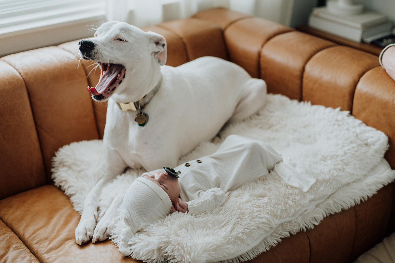Family dog yawns as they lay next to the newborn baby on the living room couch